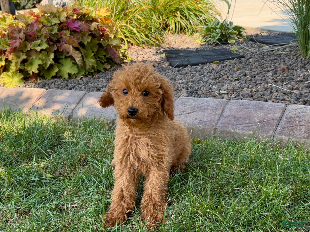 Cockapoo dogs for sale: Terry - Ad 12