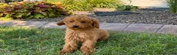 Cockapoo dogs for sale: Terry - Ad 12