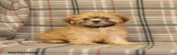 Shih Tzu dogs for sale: Zachary - Ad 11