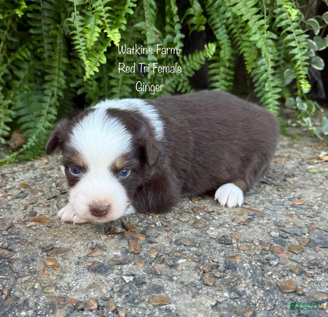 Australian Shepherd dogs for sale: Ginger  - Ad 1