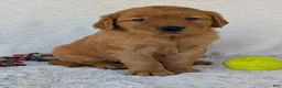 Golden Retriever dogs for sale: Porter  - Ad 25
