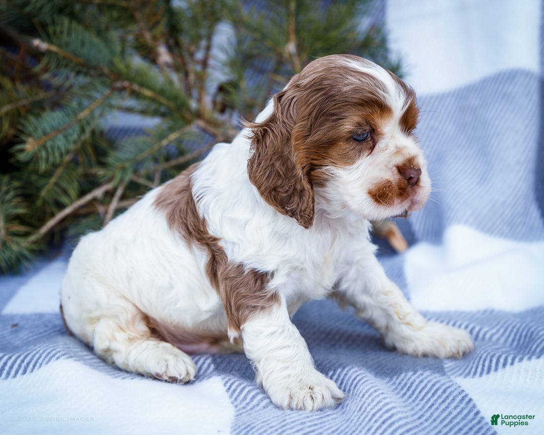 Cocker Spaniel dogs for sale: Cooper - Ad 5
