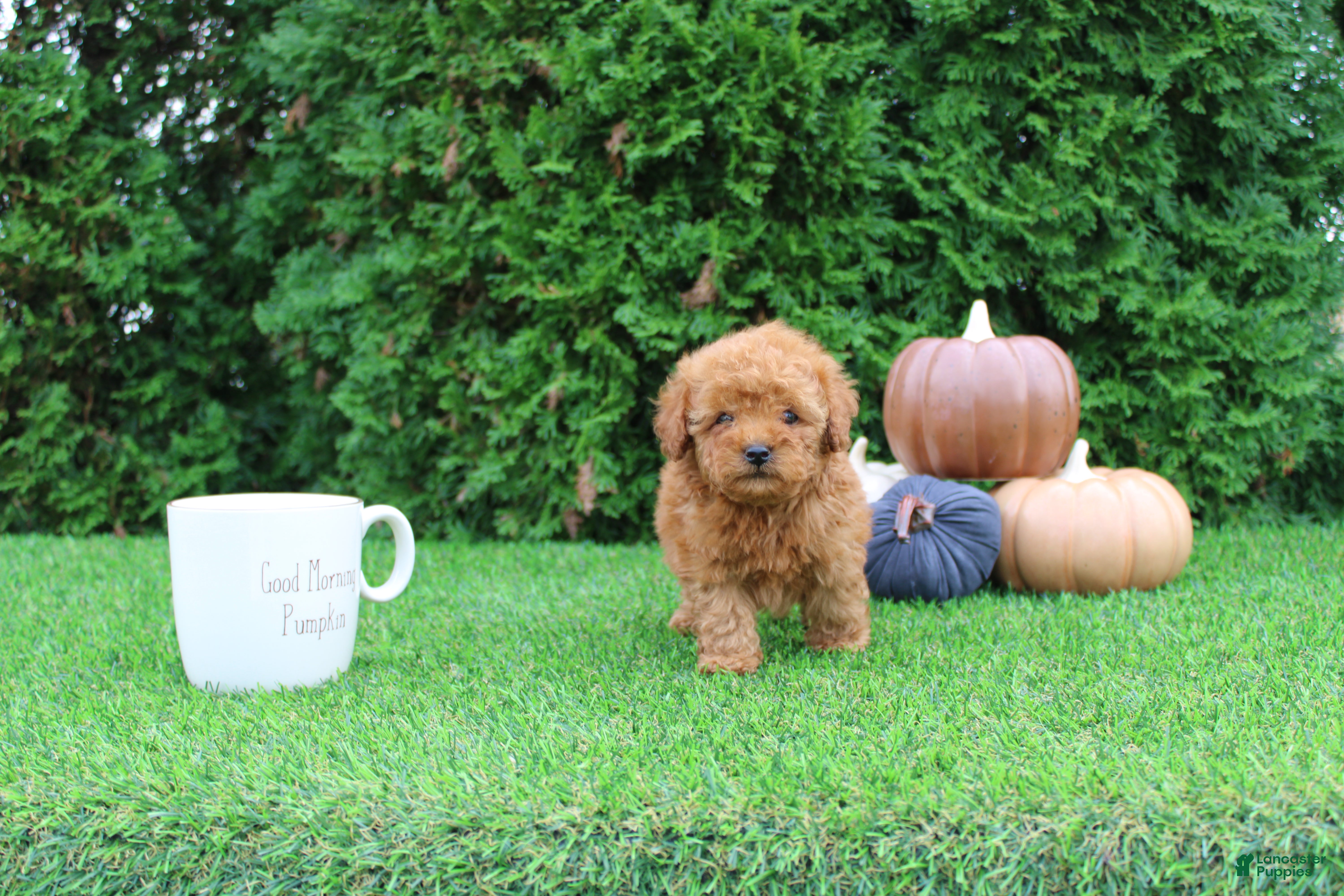 Toy Poodle (Toy Poodle, Male) in Middlebury, IN