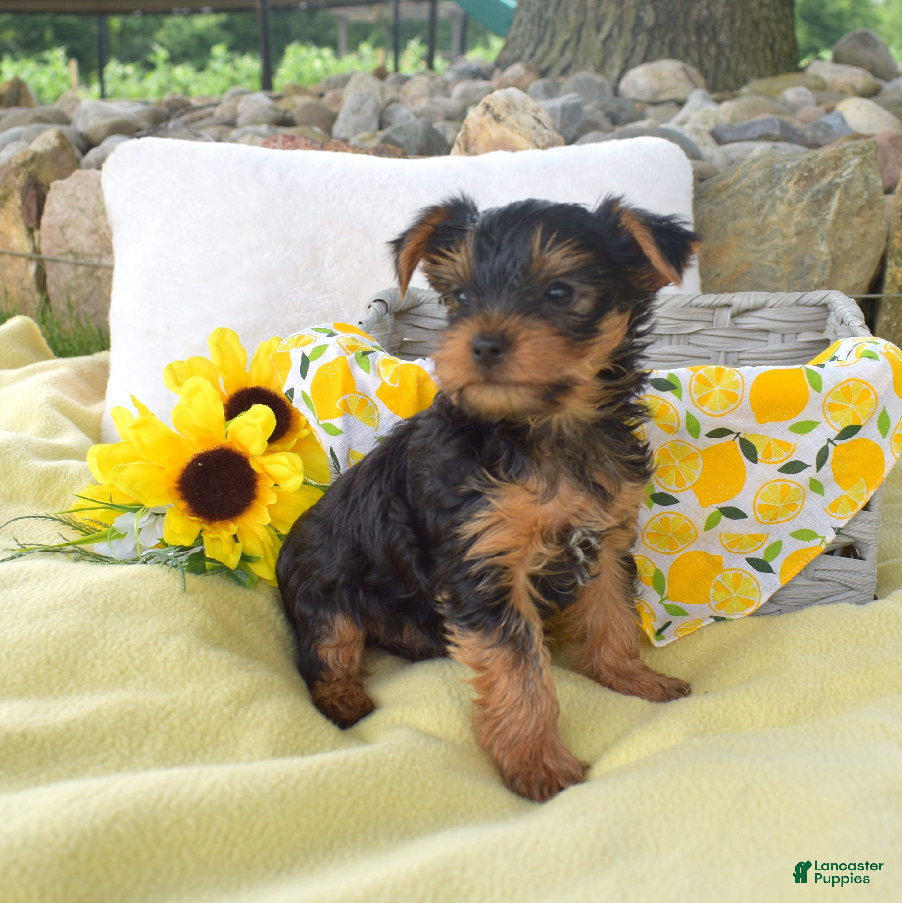 Yorkshire Terrier dogs Cody - Ad 1