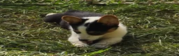 Welsh Corgi Pembroke dogs for sale: Oreo girl  - Ad 17