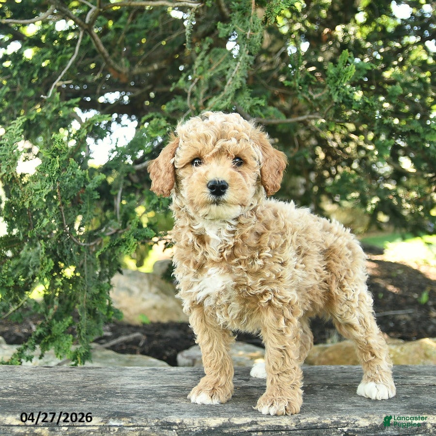 Goldendoodle dogs Milo - Ad 1