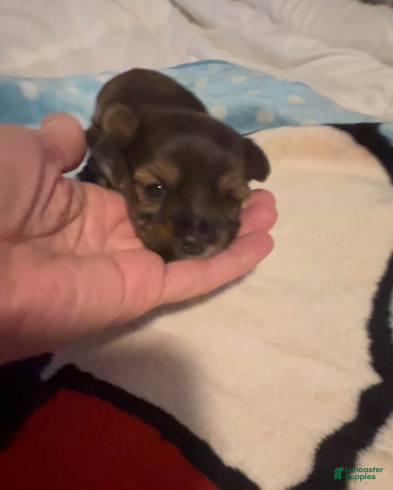 Mixed Breed dogs Mixed Breed Puppy 1 - Ad 28