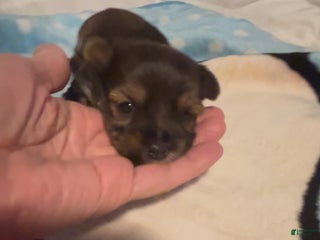 Mixed Breed dogs Mixed Breed Puppy 1 - Ad 39