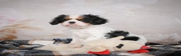 Cavalier King Charles Spaniel dogs for sale: Maggie - Ad 3