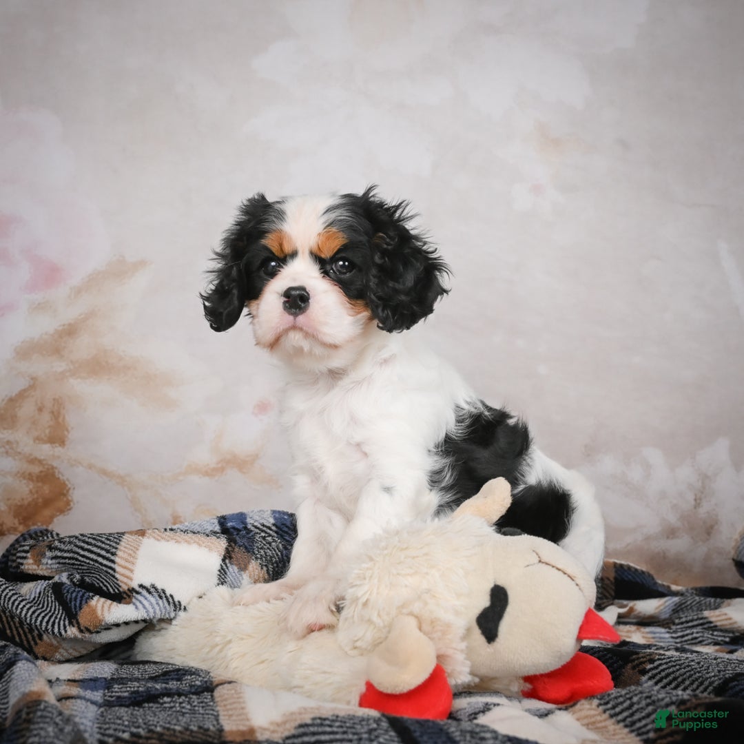 Cavalier King Charles Spaniel dogs for sale: Maggie - Ad 3