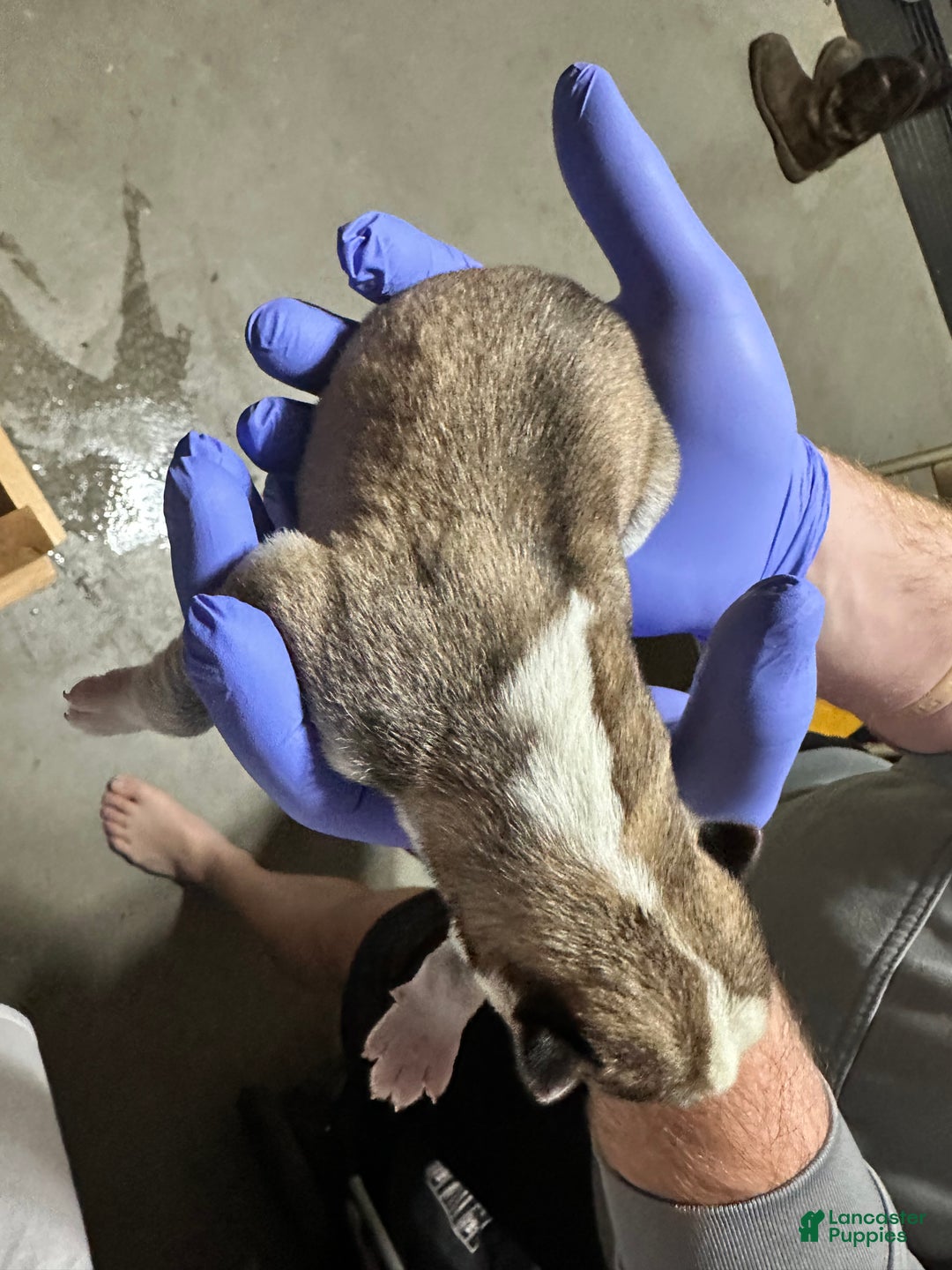 Siberian Husky dogs for sale: Chipmunk - Ad 3