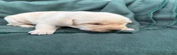 Labrador Retriever dogs for sale: Carlos - Ad 2