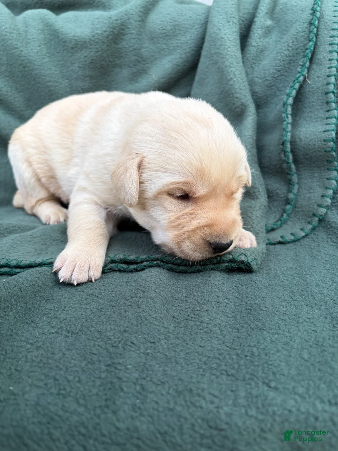 Labrador Retriever dogs for sale: Carlos - Ad 2
