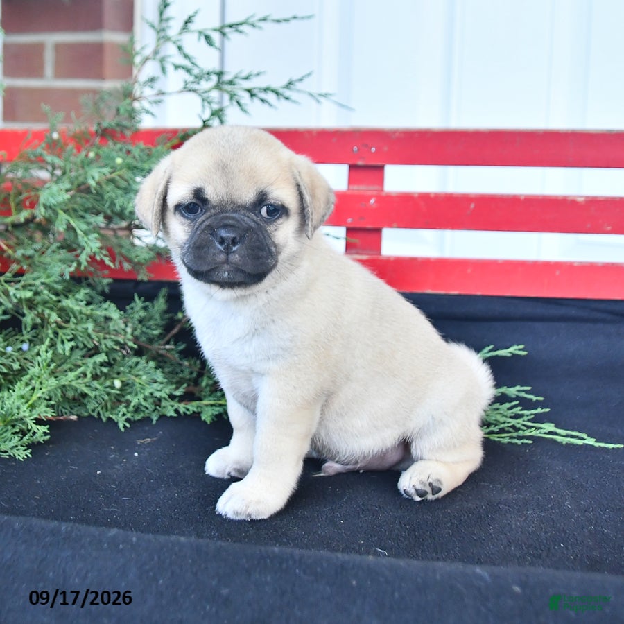 Mixed Breed dogs Snowball - Ad 2