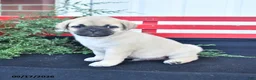 Mixed Breed dogs for sale: Snowball - Ad 2