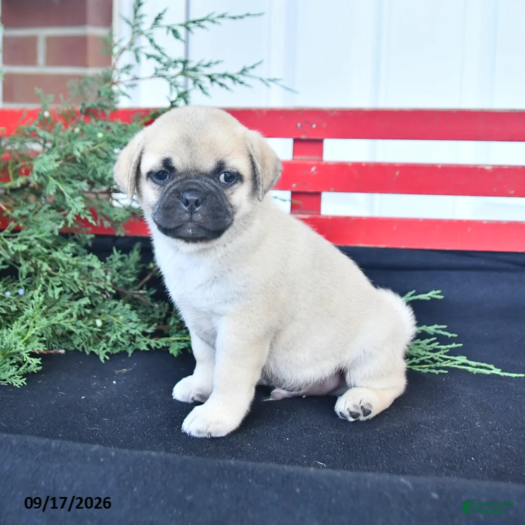 Mixed Breed dogs for sale: Snowball - Ad 2