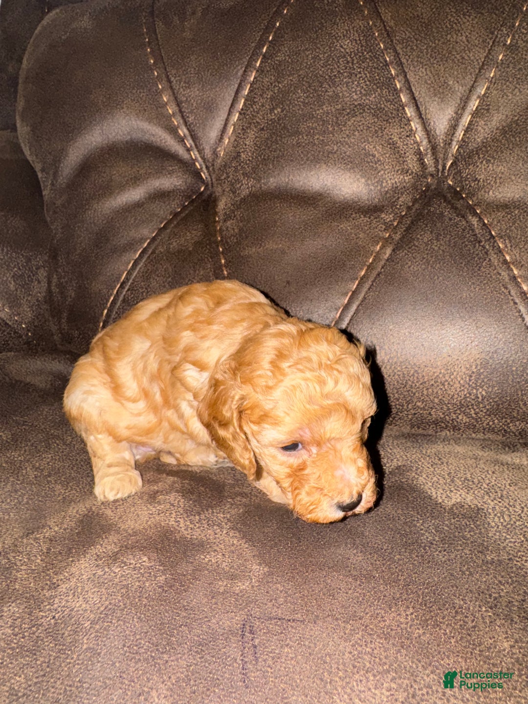 Miniature Poodle dogs for sale: Miniature Poodle Finn - Ad 1