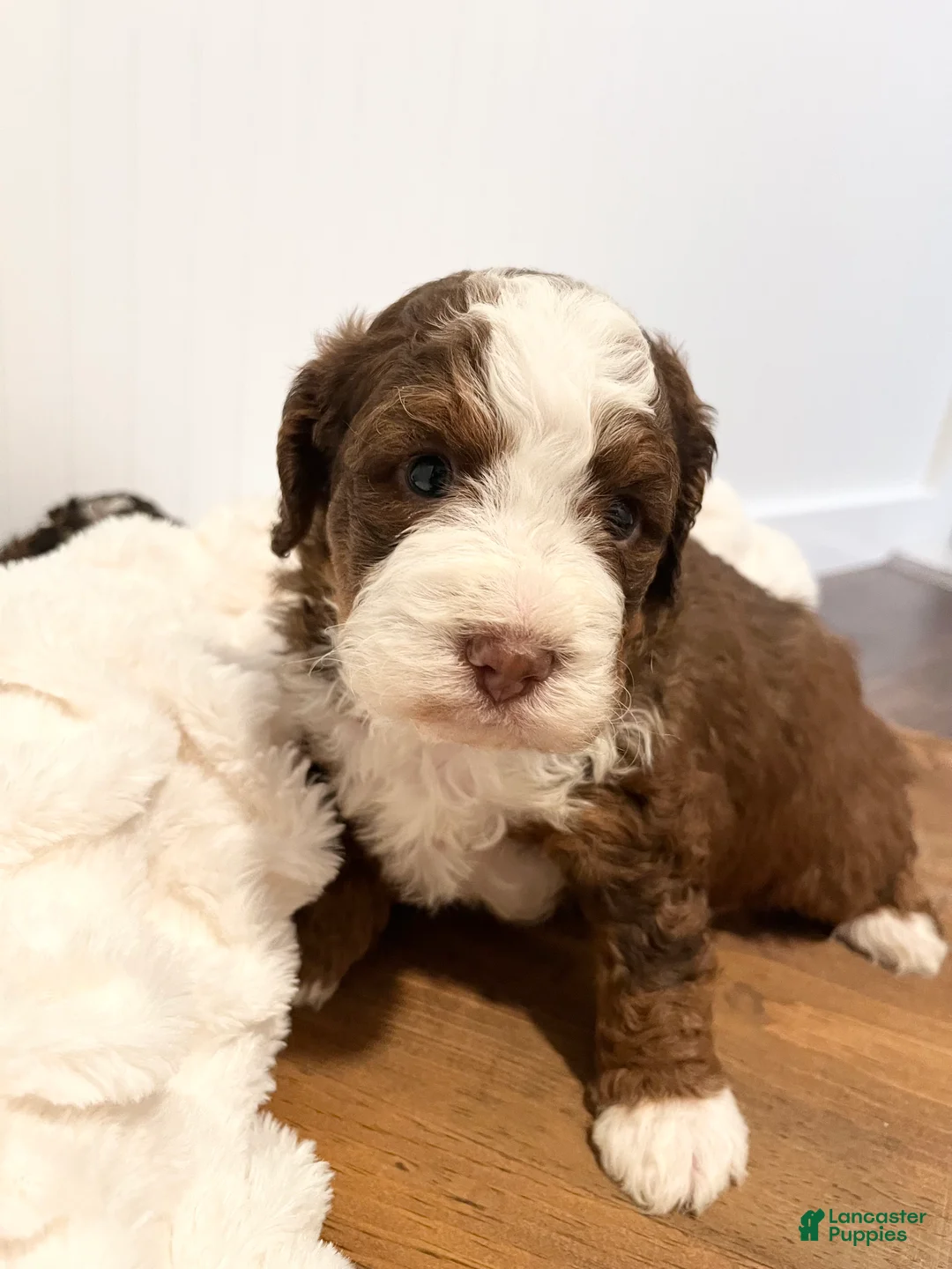 Mini Bernedoodle dogs for sale: Teddy - Ad 2
