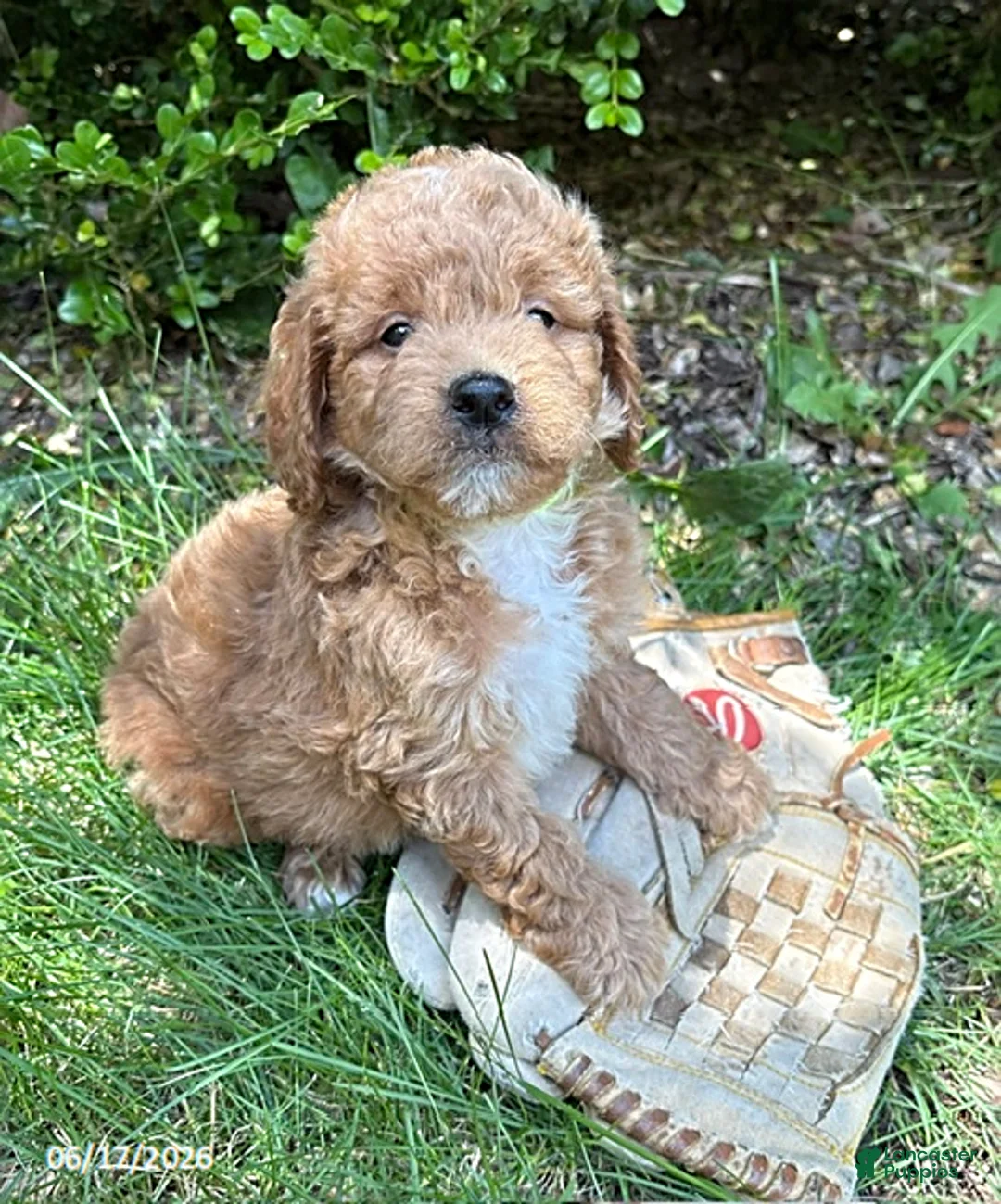 Mini Goldendoodle dogs for sale: Bennet - Ad 1