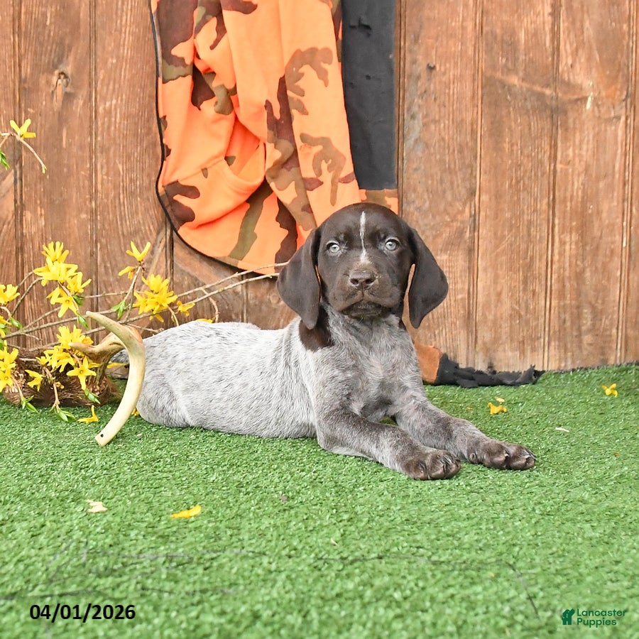 German Shorthaired Pointer dogs Libby - Ad 1