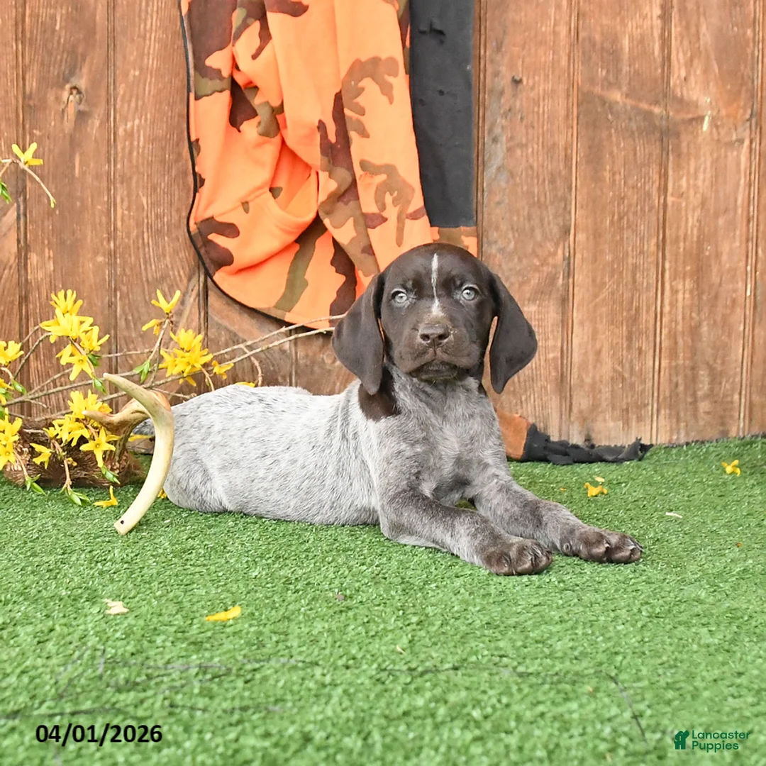 German Shorthaired Pointer dogs for sale: Libby - Ad 1