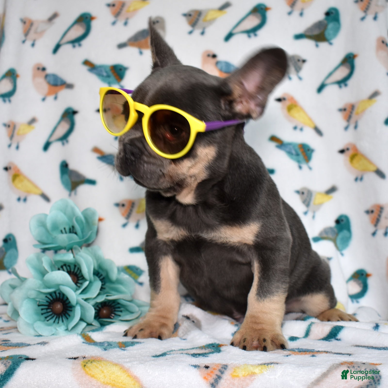 French Bulldog dogs Ranger  - Ad 2