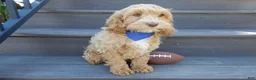 Cockapoo dogs for sale: Bingo - Ad 3
