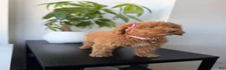 Miniature Poodle dogs for sale: Green eyes - Ad 3