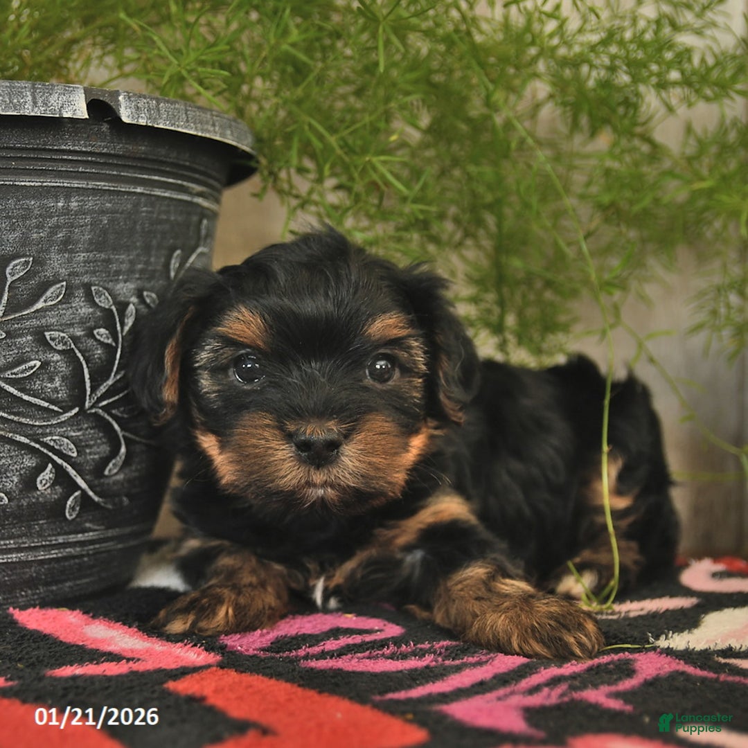 Yorkshire Terrier dogs for sale: Spirit  - Ad 5