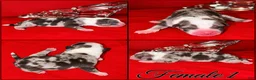 American Pit Bull Terrier dogs for sale: Blue Merle American Bully Puppy female 1 - Ad 2