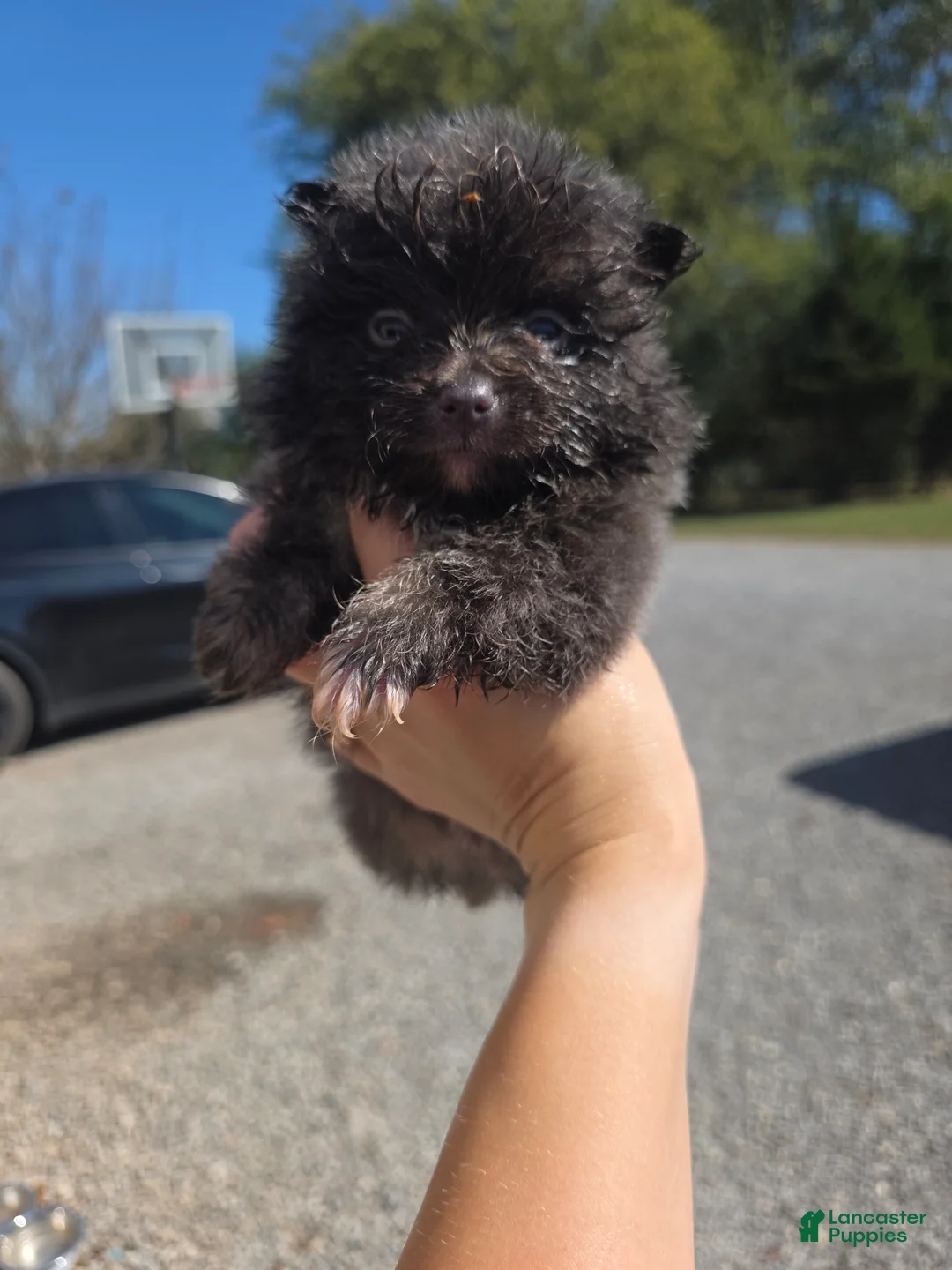 Pomeranian dogs for sale: Pomeranian 3 - Ad 1