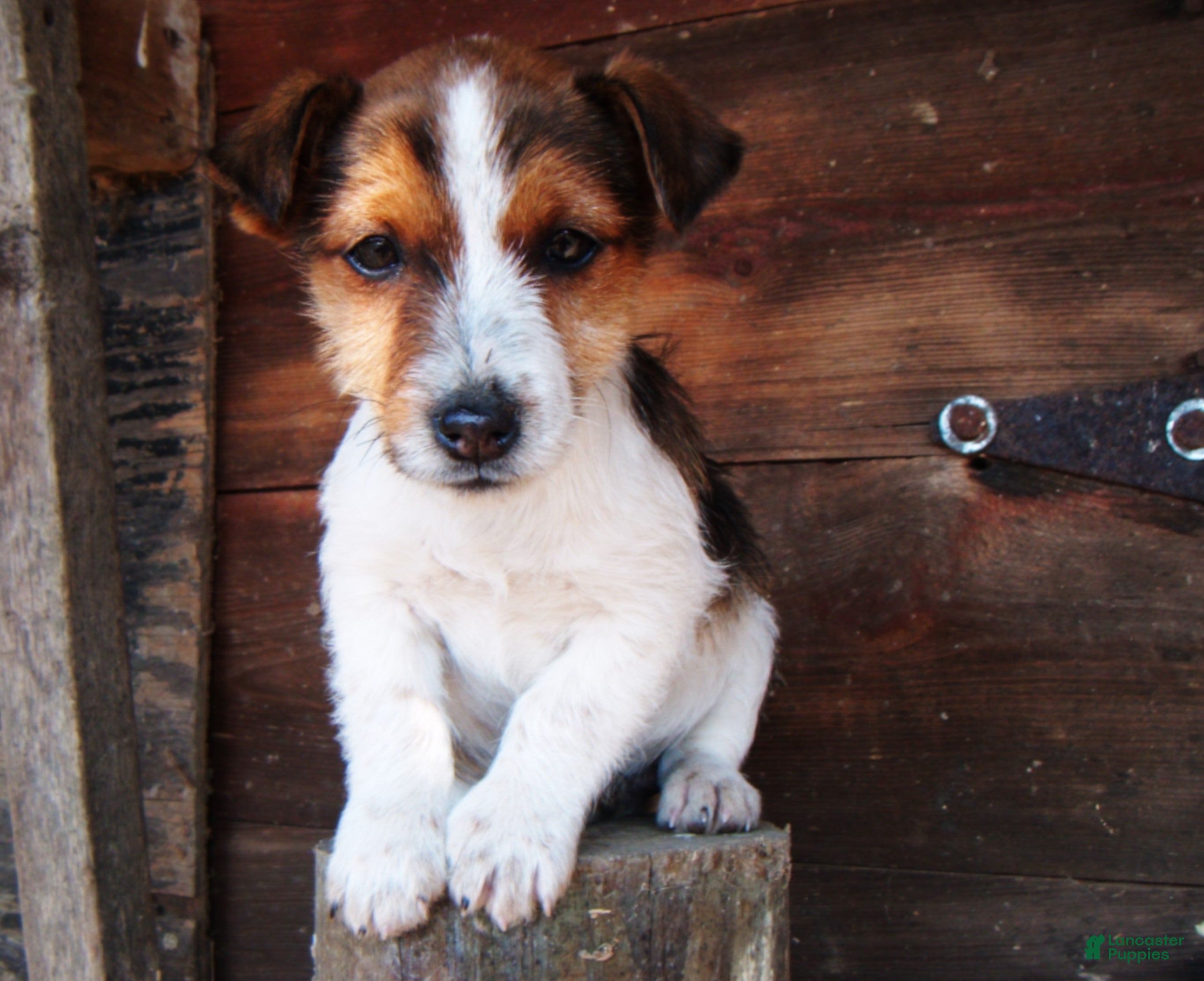 Jack Russell Terrier dogs Buddy - Ad 28