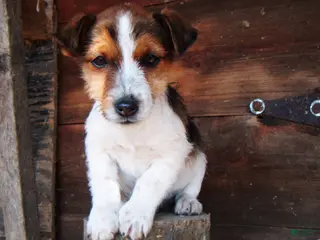 Jack Russell Terrier dogs Buddy - Ad 28