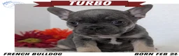 French Bulldog dogs for sale: Turbo - Ad 1
