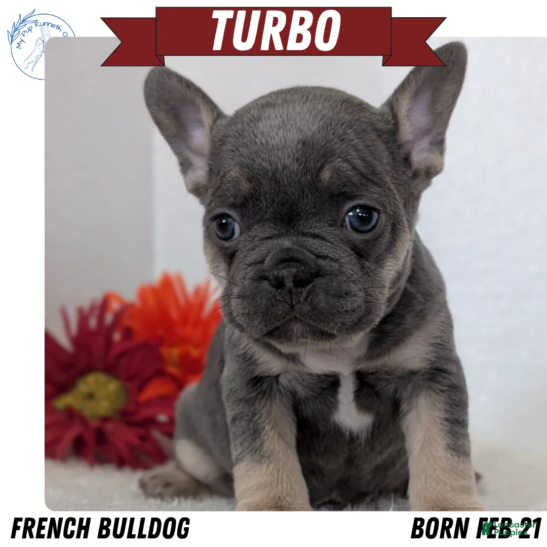 French Bulldog dogs for sale: Turbo - Ad 1