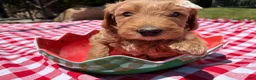 Goldendoodle dogs for sale: Shimmer - Ad 3