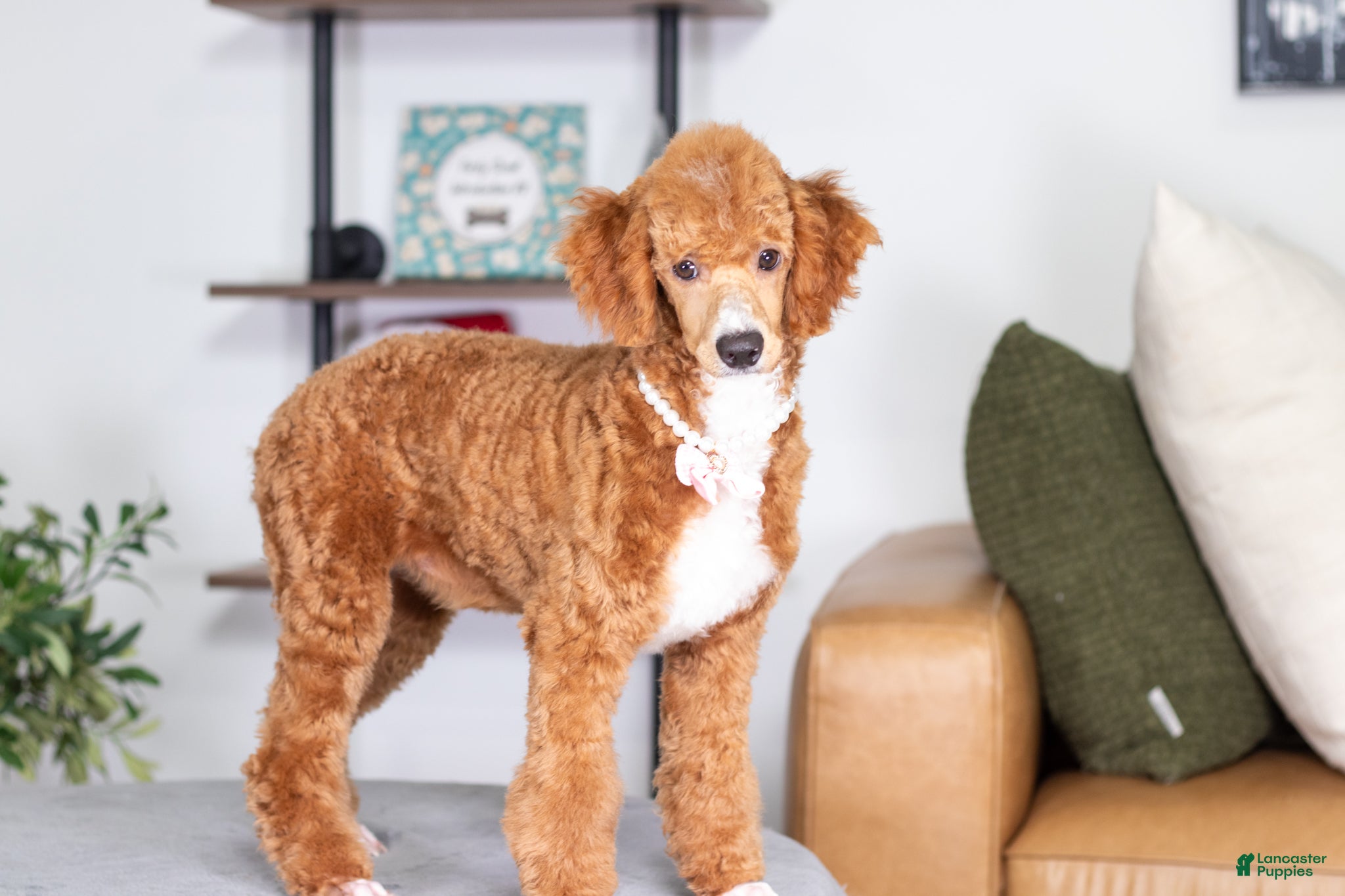 Toy Poodle dogs Wanda - Ad 30