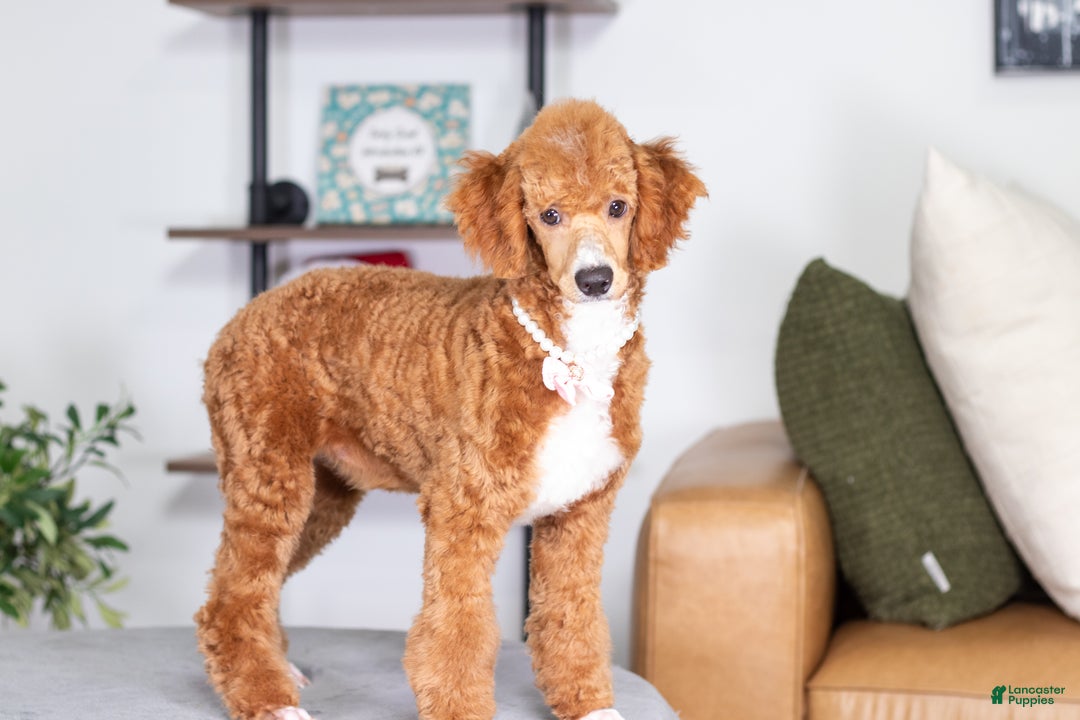 Toy Poodle dogs for sale: Wanda - Ad 1