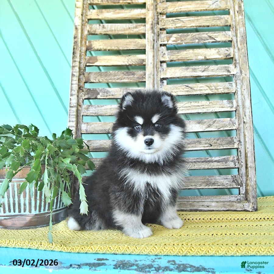 Pomsky dogs Lexi  - Ad 1