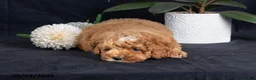 Miniature Poodle dogs for sale: Almond - Ad 3