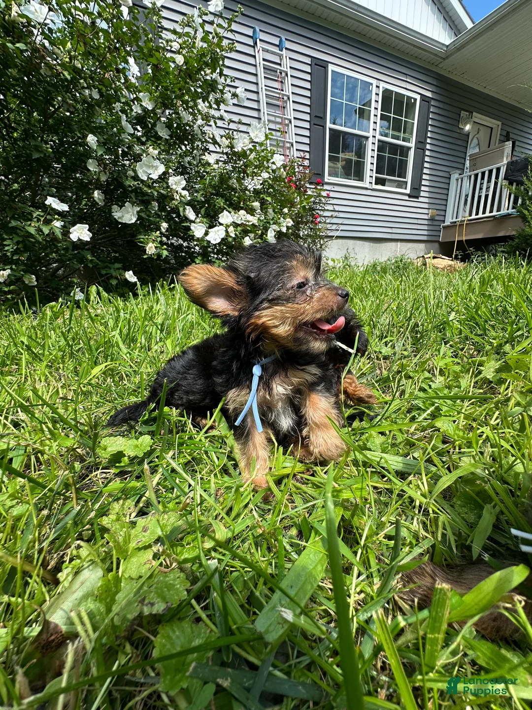 Yorkiepoo dogs for sale: Blue - Ad 1
