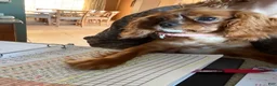 Cavalier King Charles Spaniel dogs for sale: Cavalier King Charles Spaniel 1 - Ad 2