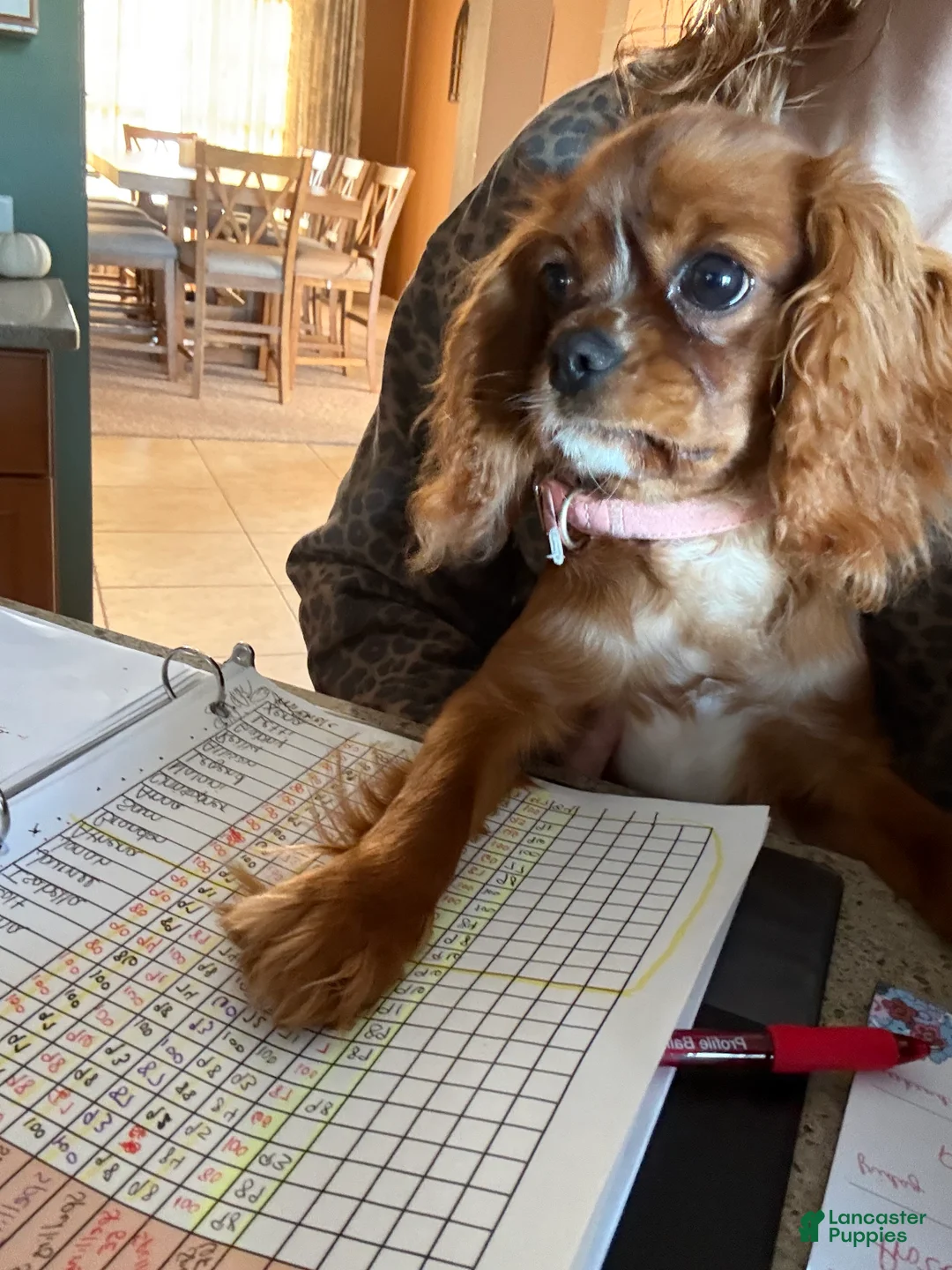 Cavalier King Charles Spaniel dogs for sale: Cavalier King Charles Spaniel 1 - Ad 2