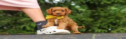 Cavapoo dogs for sale: Jagger - Ad 15