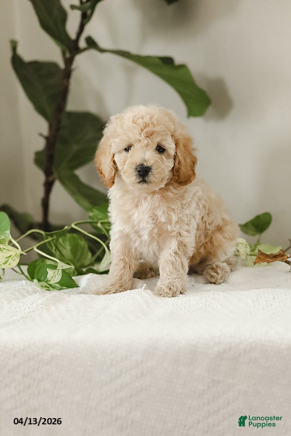 Miniature Poodle dogs Mikolas - Ad 2