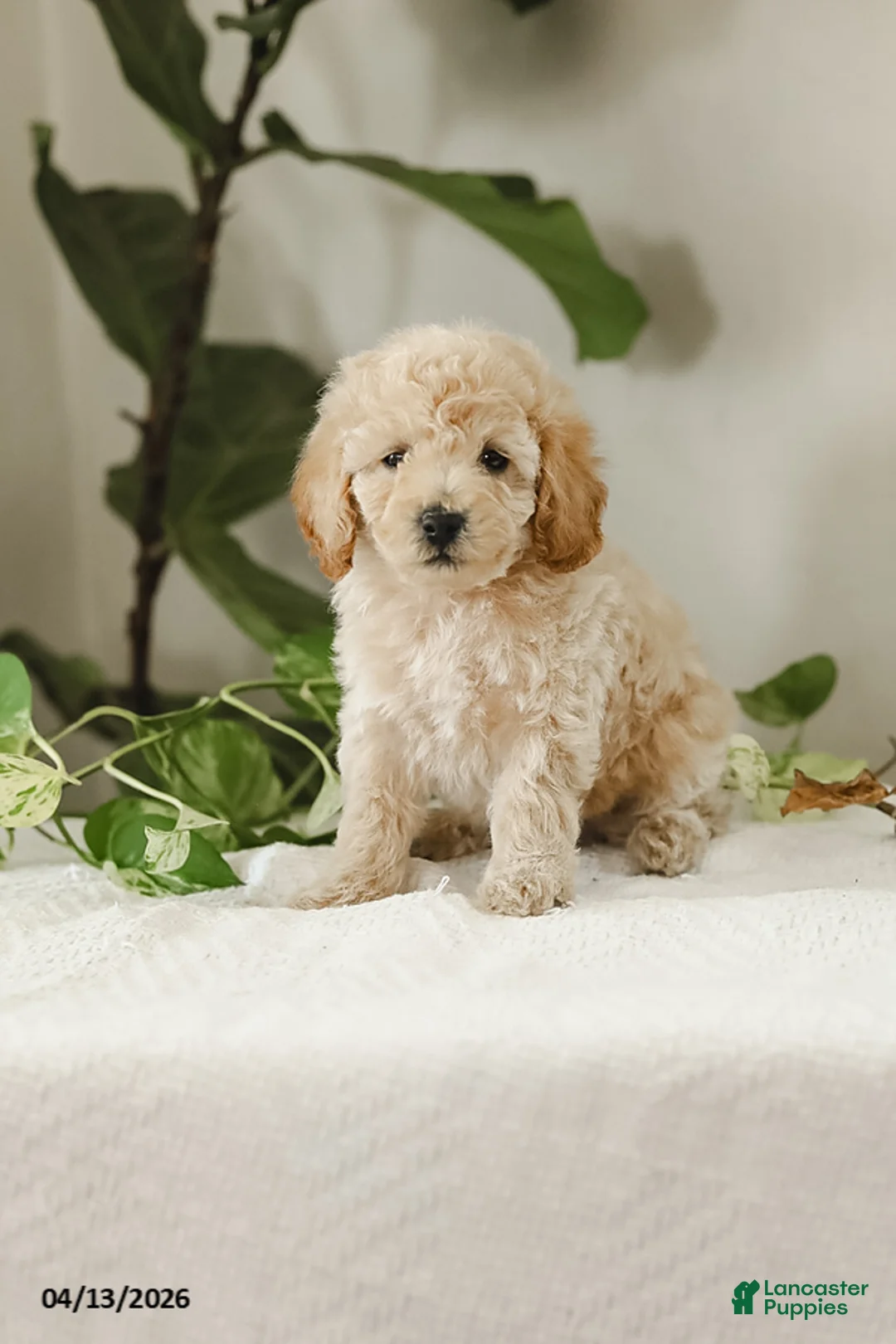 Miniature Poodle dogs for sale: Mikolas - Ad 2