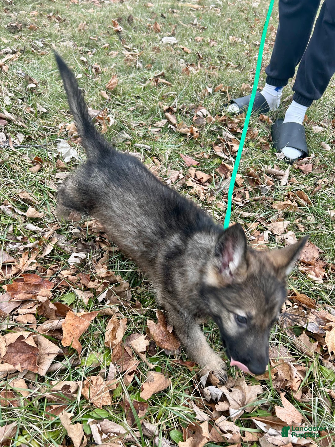 German Shepherd dogs for sale: German Shepherd Dark Green - Ad 4