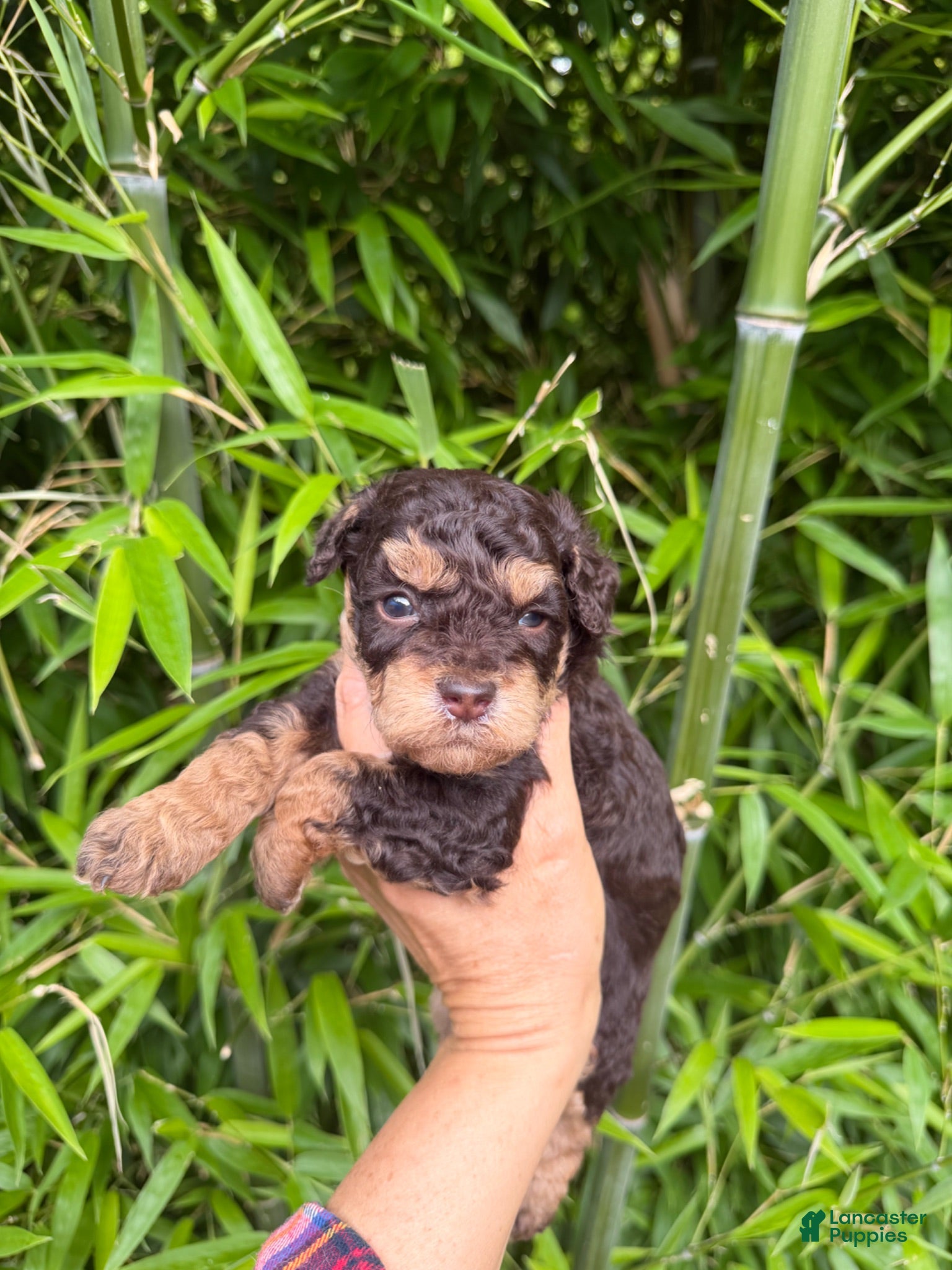 Cockapoo dogs for sale: Cockapoo 1 - Ad 1