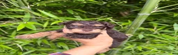 Cockapoo dogs for sale: Cockapoo 1 - Ad 1