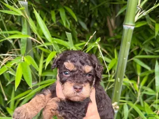 Cockapoo dogs Cockapoo 1 - Ad 12